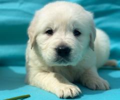 Кученца Голдън ретривър