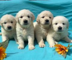 Кученца Голдън ретривър