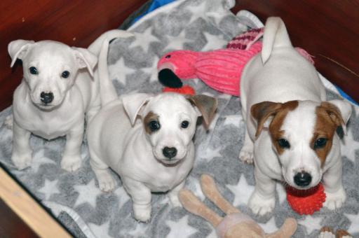 Бебета ДЖАК-РЪСЕЛ териер