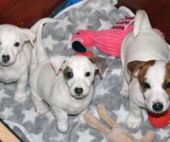 Бебета ДЖАК-РЪСЕЛ териер