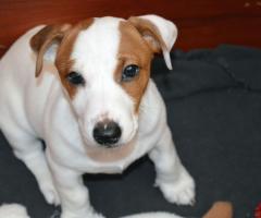 Бебета ДЖАК-РЪСЕЛ териер