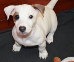 Бебета ДЖАК-РЪСЕЛ териер