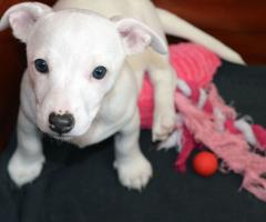 Бебета ДЖАК-РЪСЕЛ териер