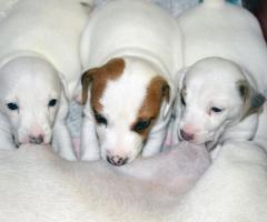 Бебета ДЖАК-РЪСЕЛ териер