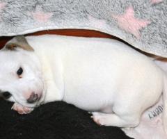 Бебета ДЖАК-РЪСЕЛ териер