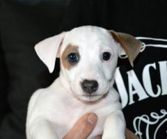 Бебета ДЖАК-РЪСЕЛ териер