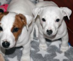 Бебета ДЖАК-РЪСЕЛ териер