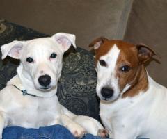 Бебета ДЖАК-РЪСЕЛ териер