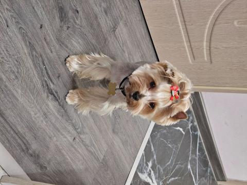 Палтньорка