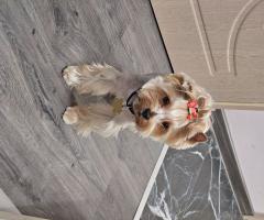 Палтньорка