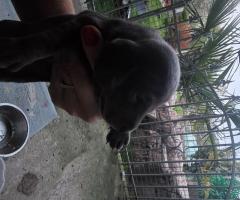 Мини Дакел Мерле късокосмести, породисти