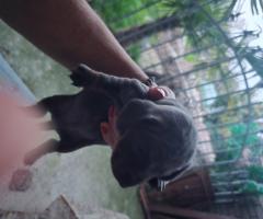 Мини Дакел Мерле късокосмести, породисти