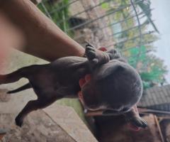 Мини Дакел Мерле късокосмести, породисти