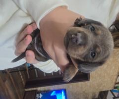 Мини Дакел Мерле късокосмести, породисти