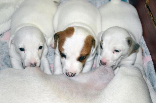 Бебета ДЖАК-РЪСЕЛ териер