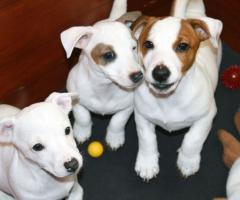 Бебета ДЖАК-РЪСЕЛ териер