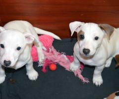 Бебета ДЖАК-РЪСЕЛ териер