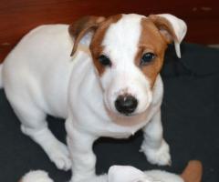 Бебета ДЖАК-РЪСЕЛ териер