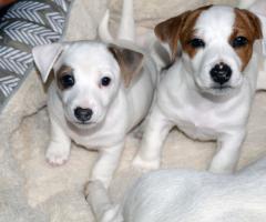 Бебета ДЖАК-РЪСЕЛ териер