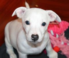 Бебета ДЖАК-РЪСЕЛ териер