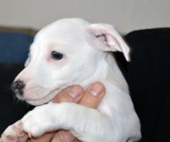 Бебета ДЖАК-РЪСЕЛ териер