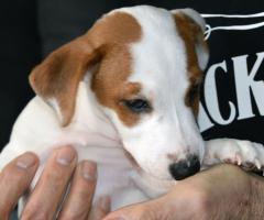 Бебета ДЖАК-РЪСЕЛ териер