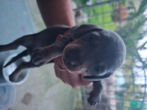 Мини дакели Мерле, с произход!