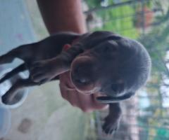 Мини дакели Мерле, с произход!