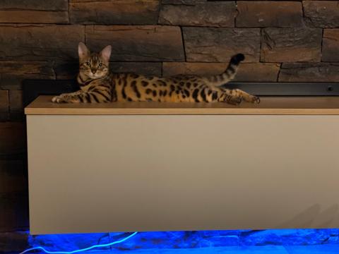 Продавам Бенгалско коте