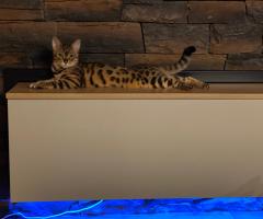 Продавам Бенгалско коте