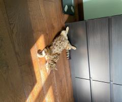 Продавам Бенгалско коте