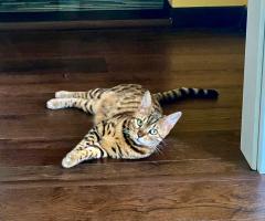 Продавам Бенгалско коте