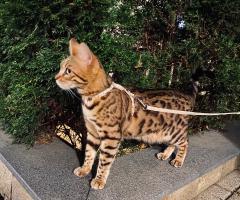 Продавам Бенгалско коте