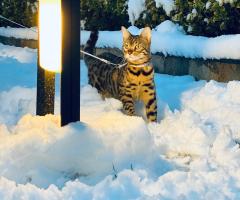 Продавам Бенгалско коте