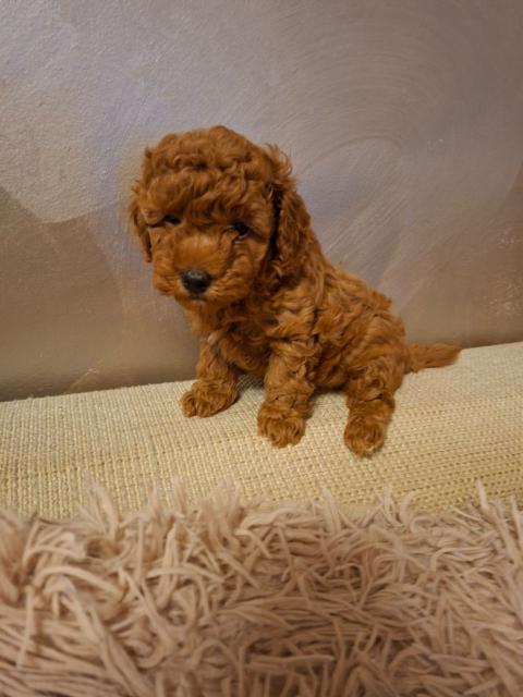 Продавам Той пудел