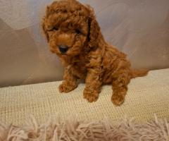 Продавам Той пудел