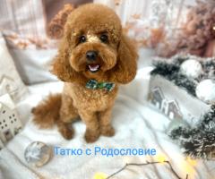 Продавам Той пудел