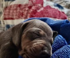 Мини дакели Мерле, с произход!