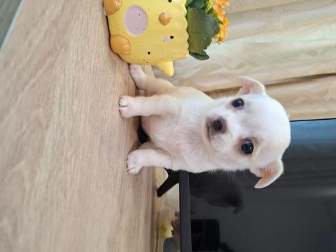 Три чихуахуа търсят любящи стопани!