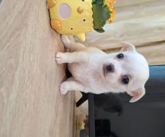 Три чихуахуа търсят любящи стопани!