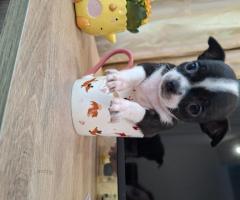 Три чихуахуа търсят любящи стопани!