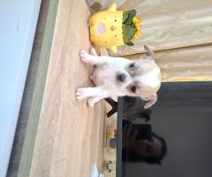 Три чихуахуа търсят любящи стопани!