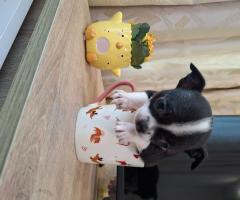 Три чихуахуа търсят любящи стопани!