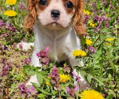 Момиче кавалер Кинг Чарлз Шпаньол