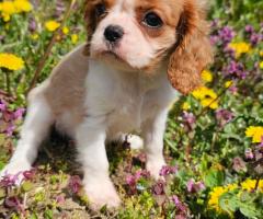 Момиче кавалер Кинг Чарлз Шпаньол