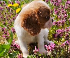 Момиче кавалер Кинг Чарлз Шпаньол