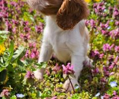 Момиче кавалер Кинг Чарлз Шпаньол