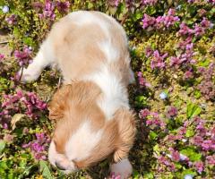 Момиче кавалер Кинг Чарлз Шпаньол