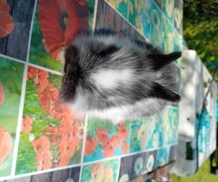 Декоративни зайчета от ферма Zazzle's Garden Groove
