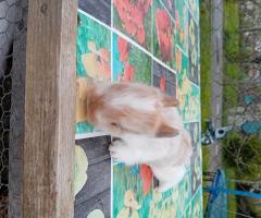 Декоративни зайчета от ферма Zazzle's Garden Groove